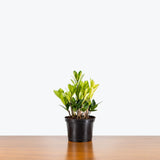 ZZ Chameleon — 6" Pot