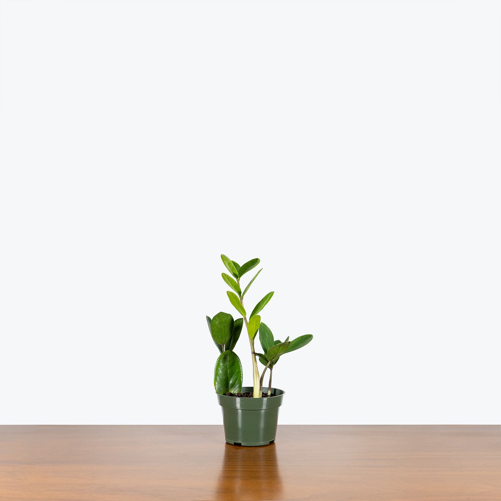 ZZ Lucky Wide Leaf - Zamioculcas Zamiifolia - ZZ Plant - House Plants Delivery Toronto - JOMO Studio