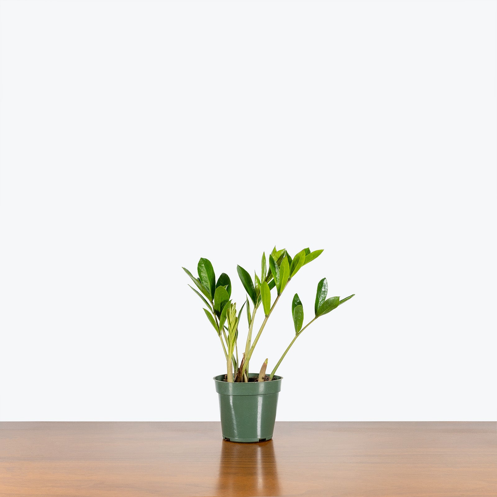 Zamioculcas Zamiifolia Dwarf Zamicro - ZZ Plant - House Plants Delivery Toronto - JOMO Studio