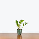 ZZ Plant Dwarf Zamicro — 4" Pot