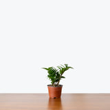 ZZ Plant Zenzi — 4" Pot