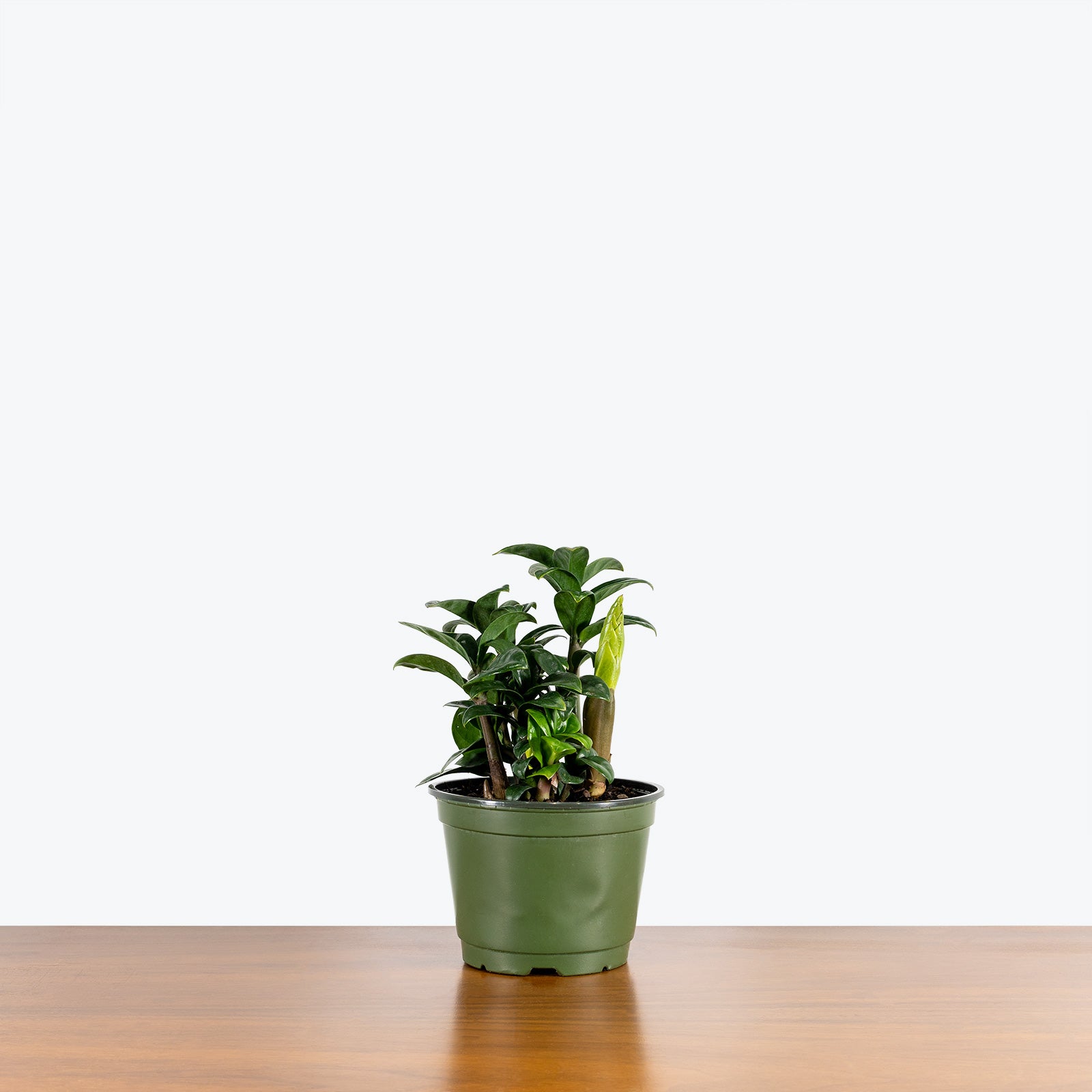 Zamioculcas Zamiifolia Zenzi - ZZ Plant - House Plants Delivery Toronto - JOMO Studio