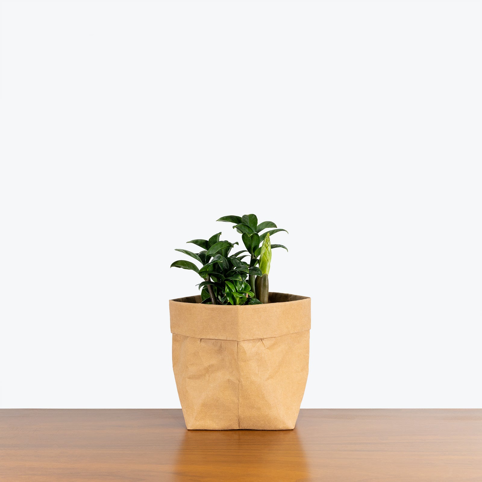 Zamioculcas Zamiifolia Zenzi - ZZ Plant - House Plants Delivery Toronto - JOMO Studio