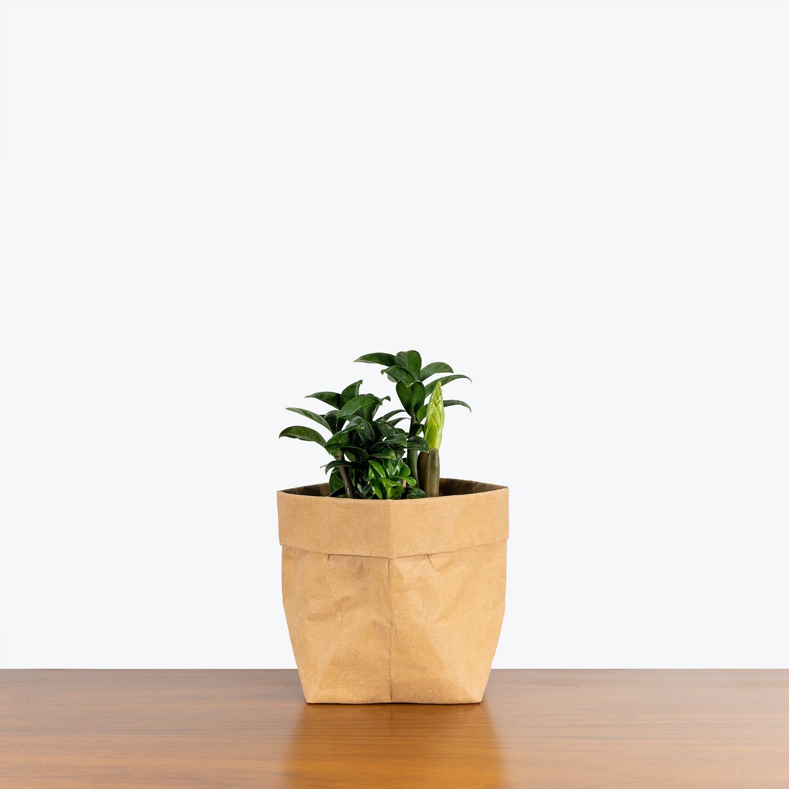 ZZ Plant Zenzi | Care Guide and Pro Tips - Delivery from Toronto across Canada - JOMO Studio