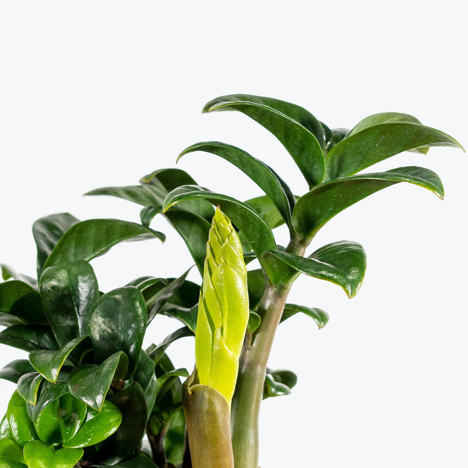 Zamioculcas Zamiifolia Zenzi - ZZ Plant - House Plants Delivery Toronto - JOMO Studio