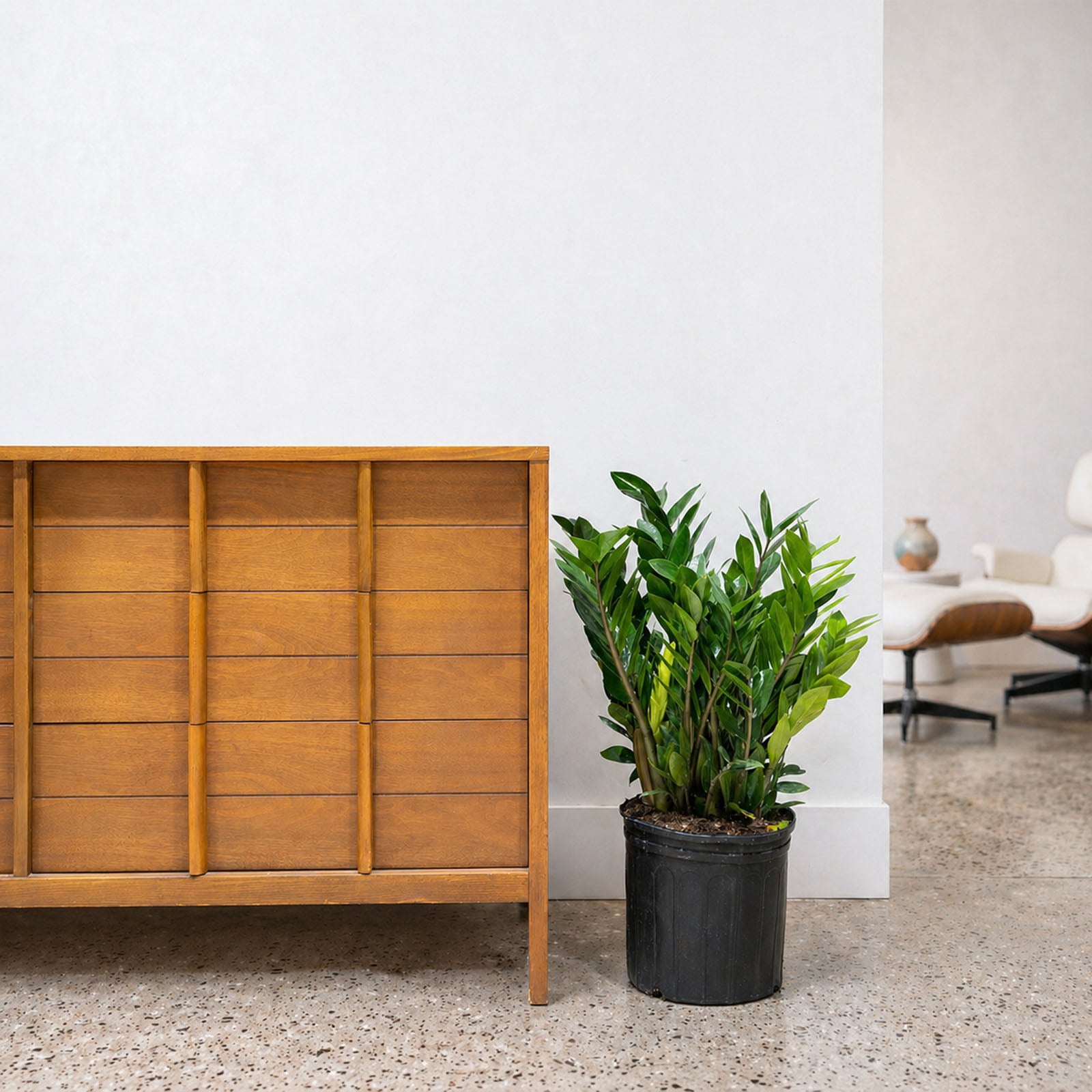 ZZ Plant | Zamioculcas Zamiifolia | Care Guide and Pro Tips - Delivery from Toronto across Canada - JOMO Studio