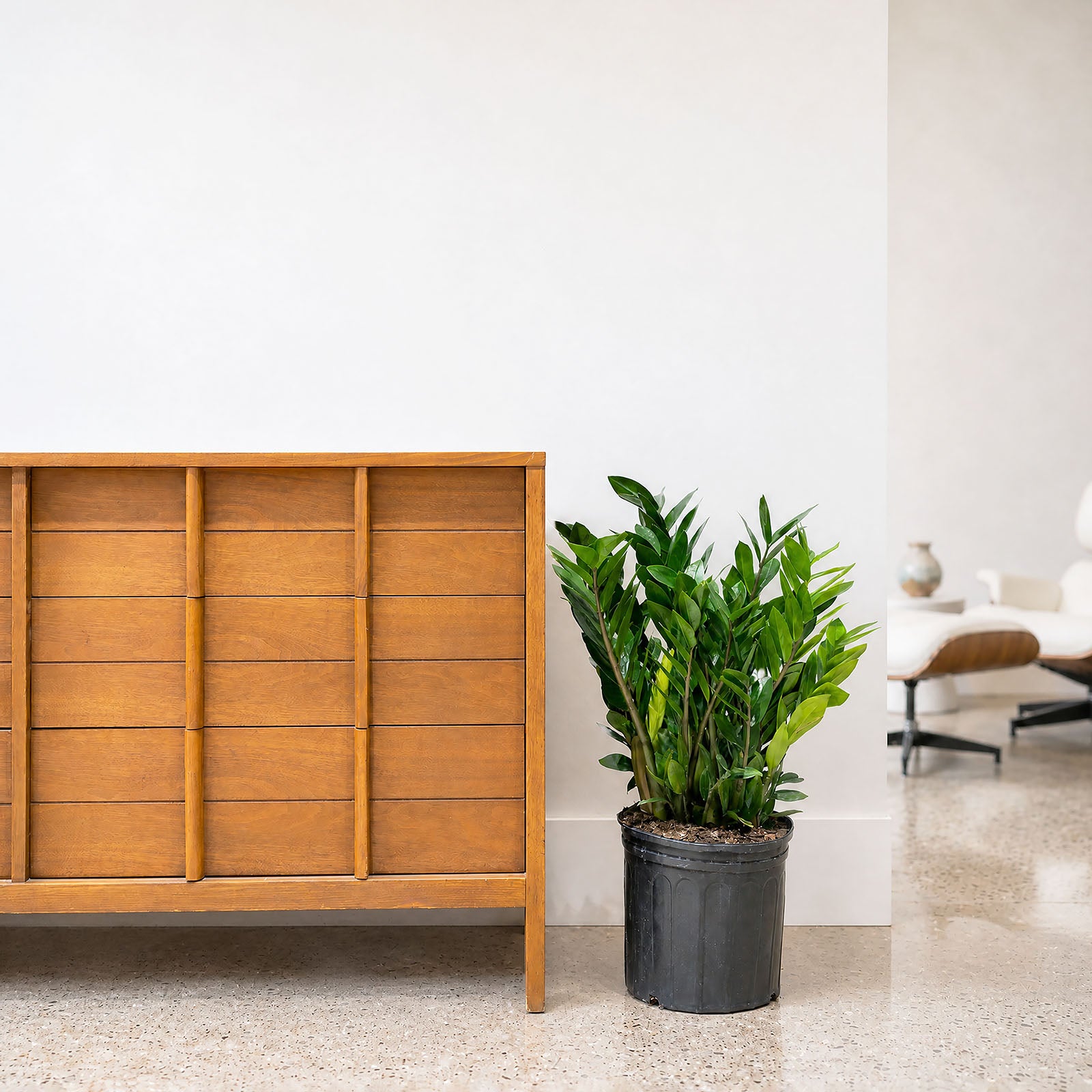 ZZ Plant | Zamioculcas Zamiifolia | Care Guide and Pro Tips - Delivery from Toronto across Canada - JOMO Studio