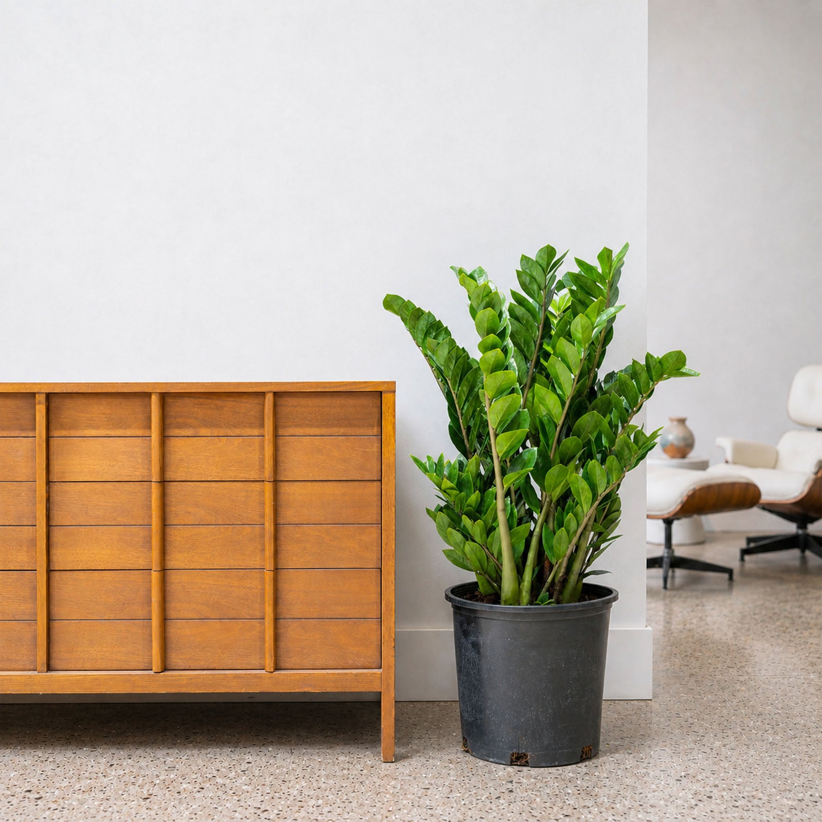 ZZ Plant | Zamioculcas Zamiifolia | Care Guide and Pro Tips - Delivery from Toronto across Canada - JOMO Studio