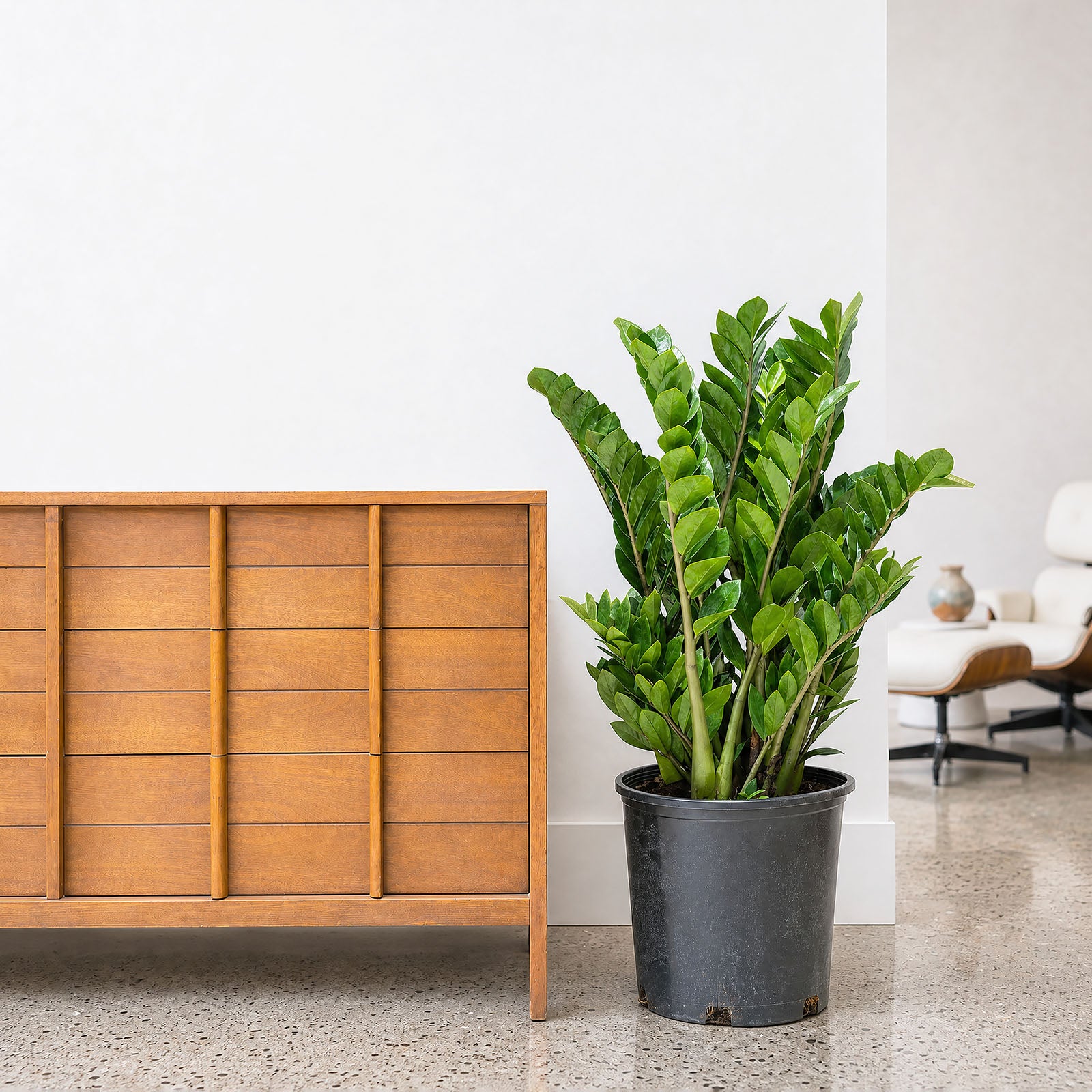 ZZ Plant | Zamioculcas Zamiifolia | Care Guide and Pro Tips - Delivery from Toronto across Canada - JOMO Studio