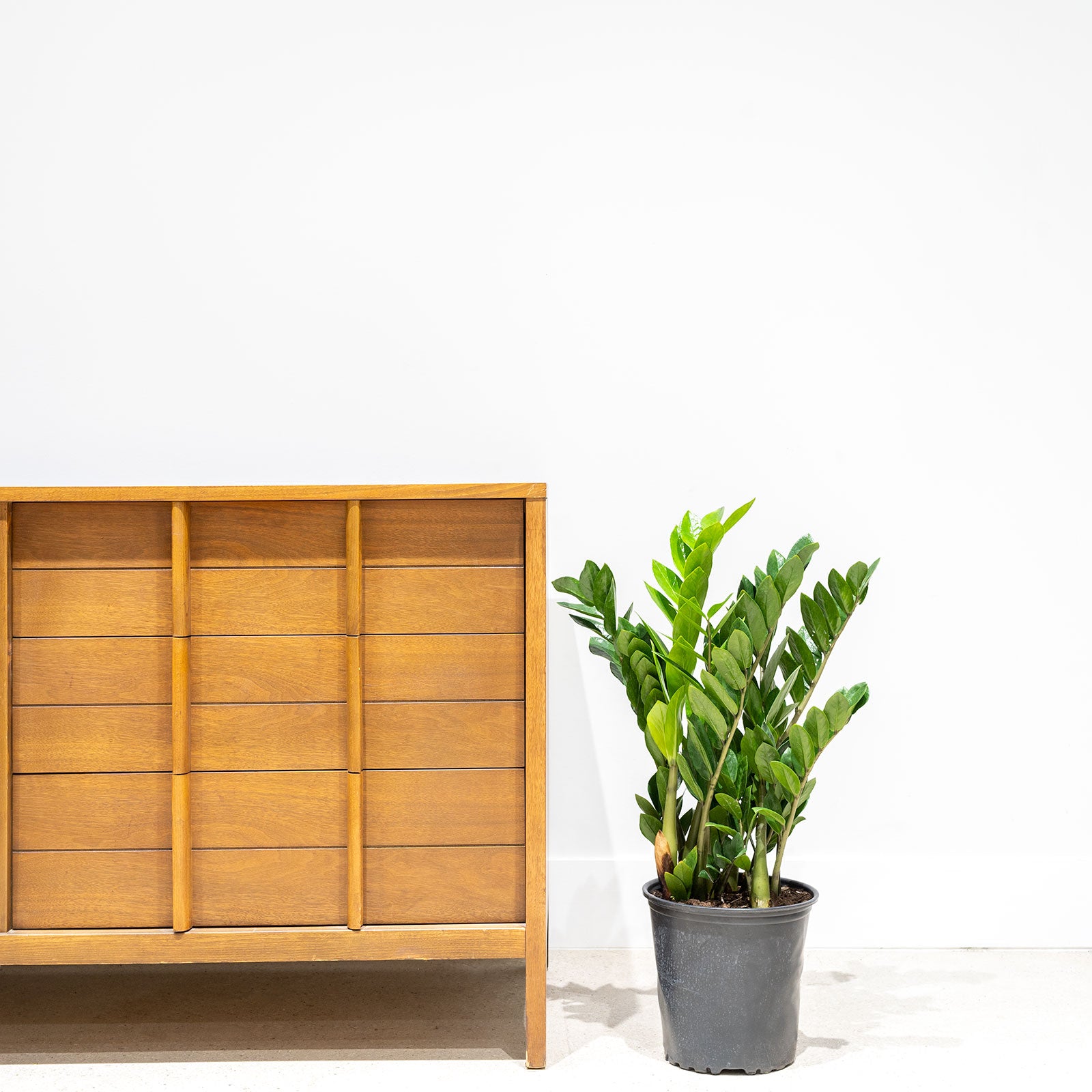 ZZ Plant | Zamioculcas Zamiifolia | Care Guide and Pro Tips - Delivery from Toronto across Canada - JOMO Studio