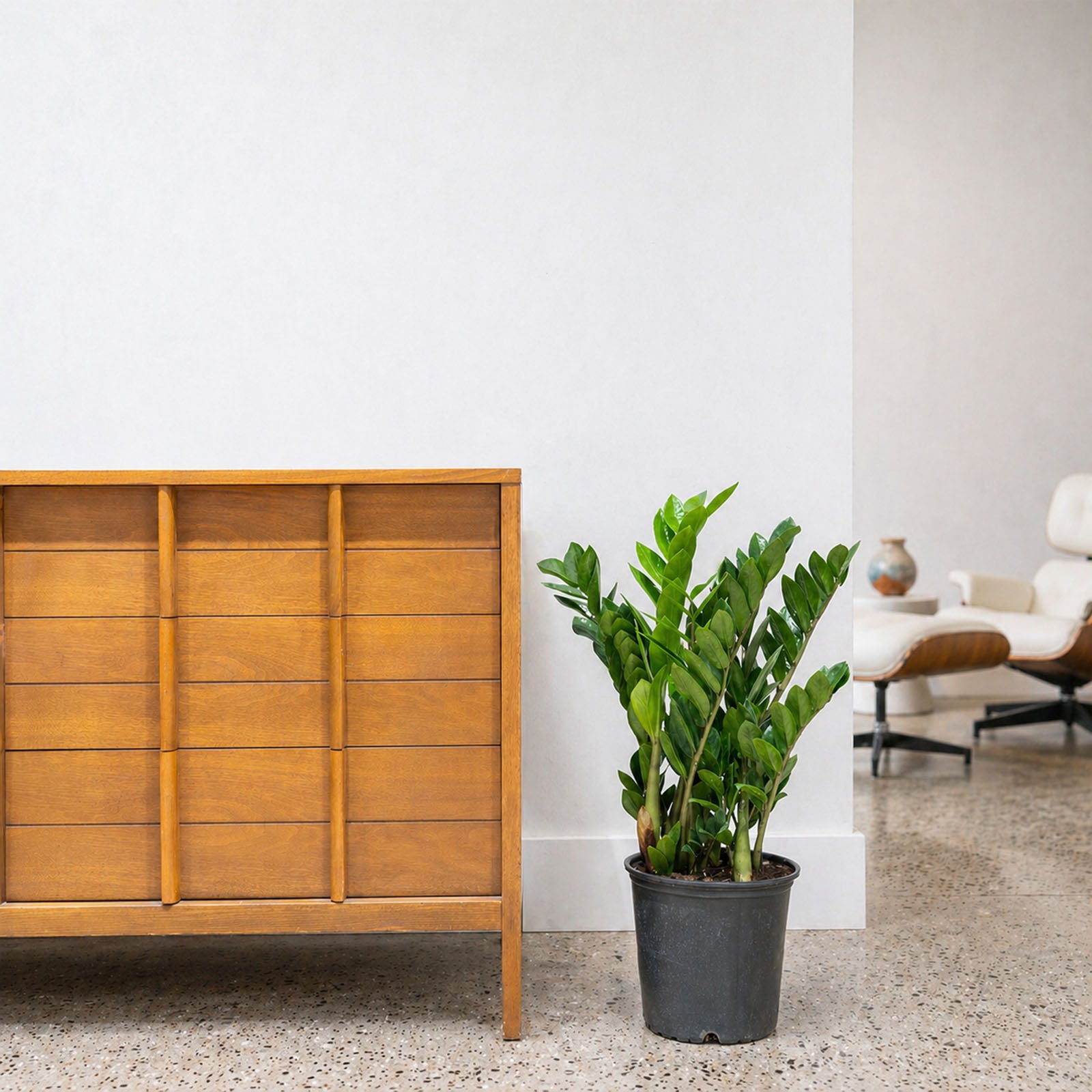 ZZ Plant | Zamioculcas Zamiifolia | Care Guide and Pro Tips - Delivery from Toronto across Canada - JOMO Studio