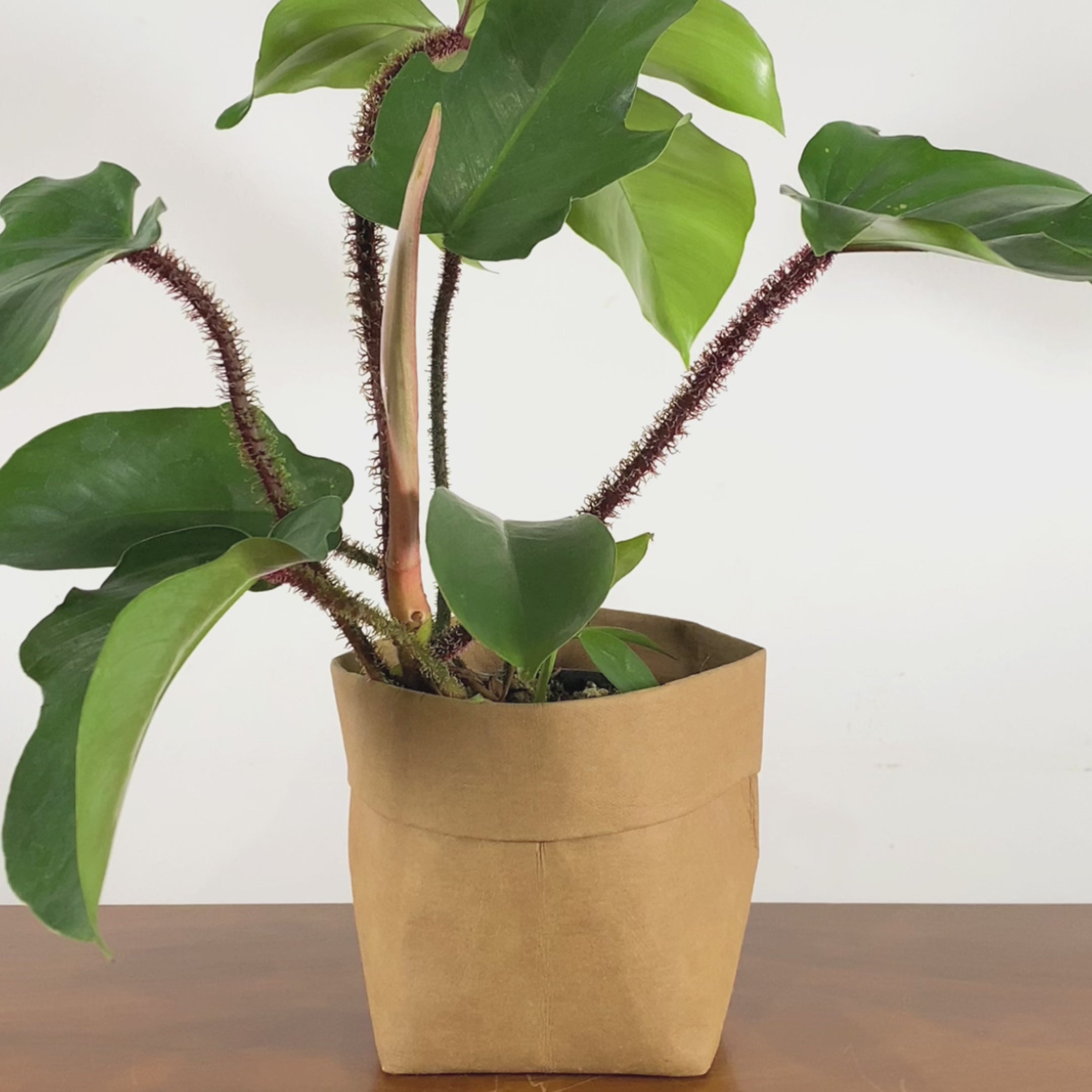 Philodendron Squamiferum - House Plants Delivery Toronto - JOMO Studio