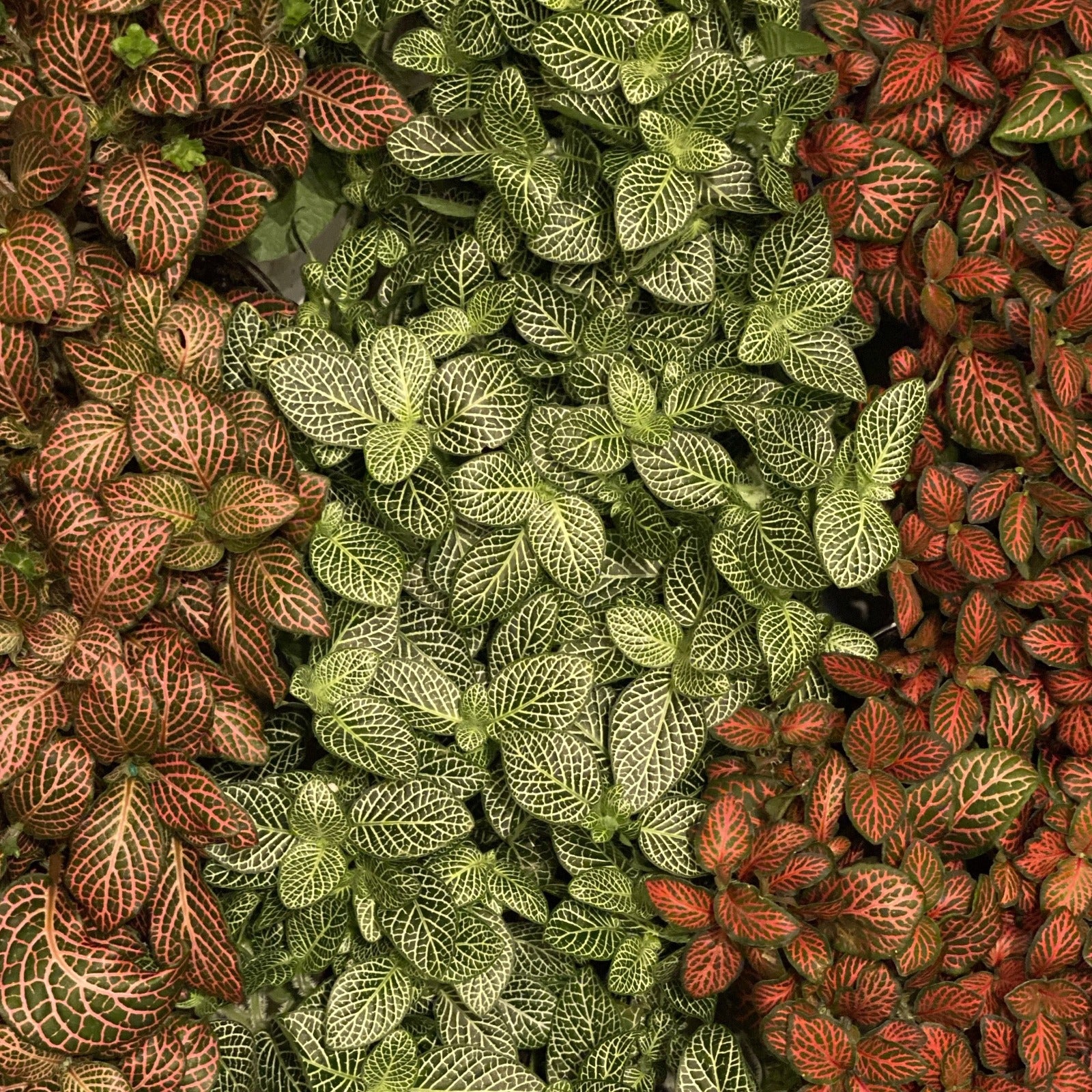 Fittonia Nerve Plant - House Plants Delivery Toronto - JOMO Studio