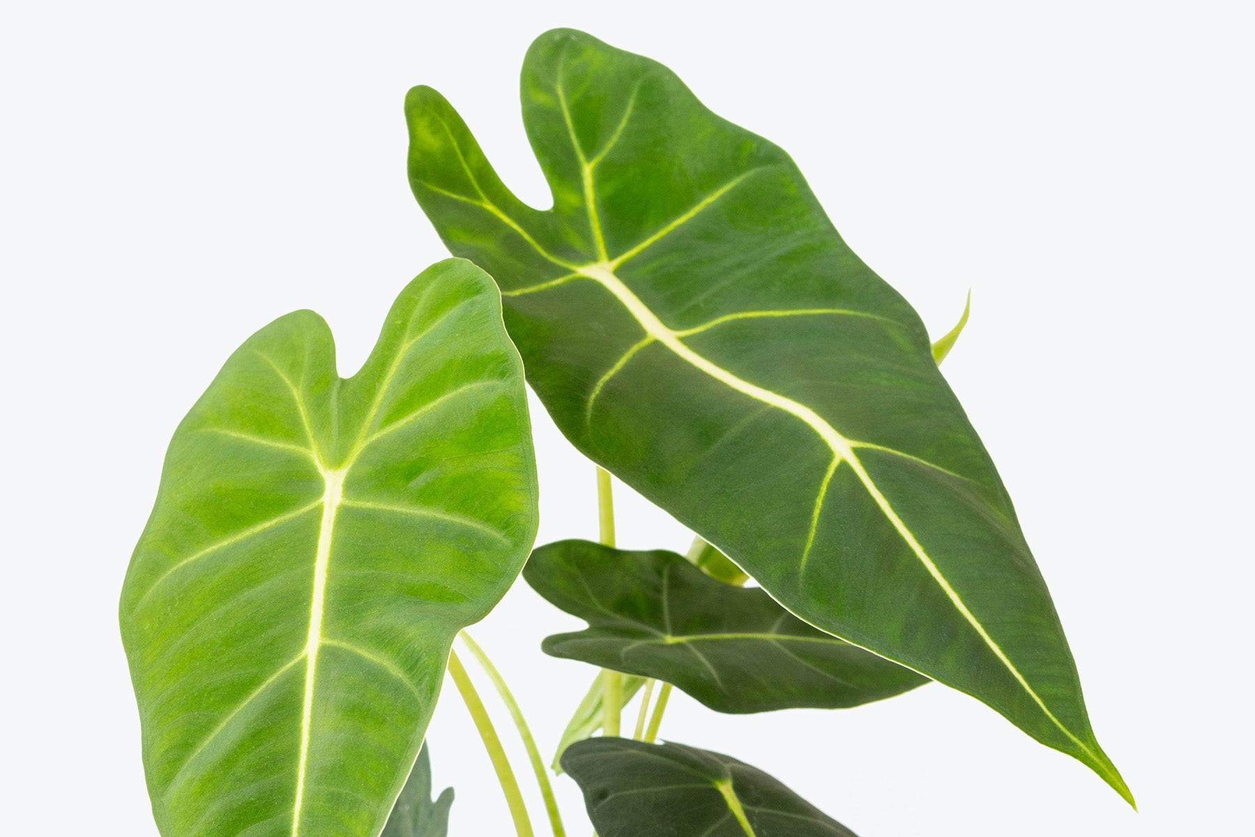 How to Take Care of Your Alocasia | Plant Care and Tips - JOMO Studio