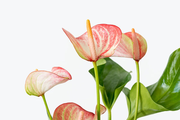 How to Take Care of Your Anthurium | Plant Care and Tips - JOMO Studio