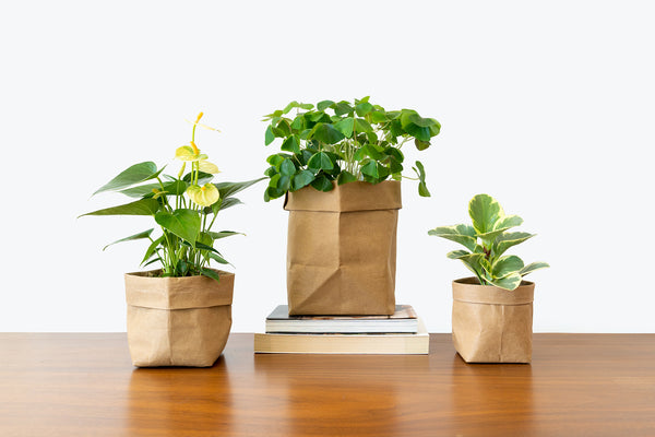 So You Have a New Plant Baby | Plant Care Tips - JOMO Studio