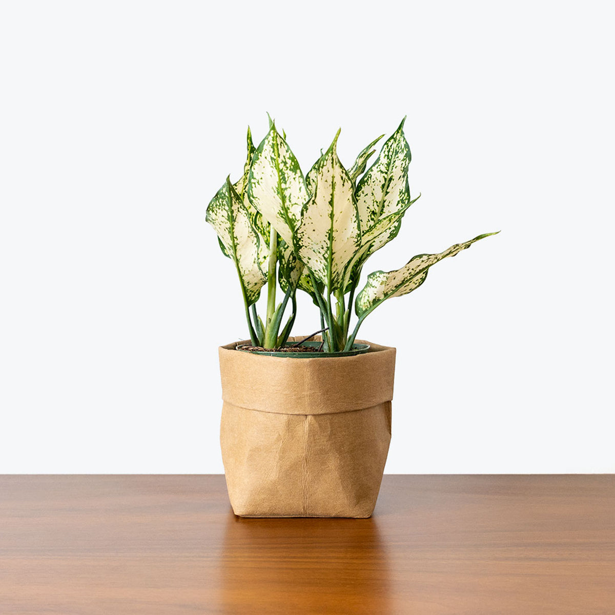 buy philodendron verrucosum 6” Philodendron verrucosum – Canopy Plant Co main image 1