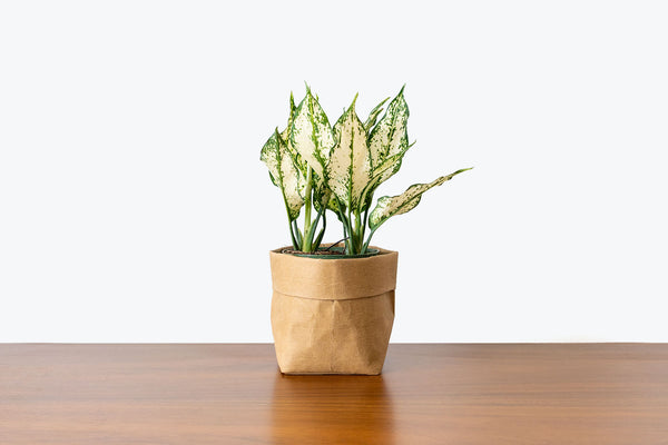 How to take care of your Chinese Evergreen(Aglaonema) | Plant Care and Tips - JOMO Studio