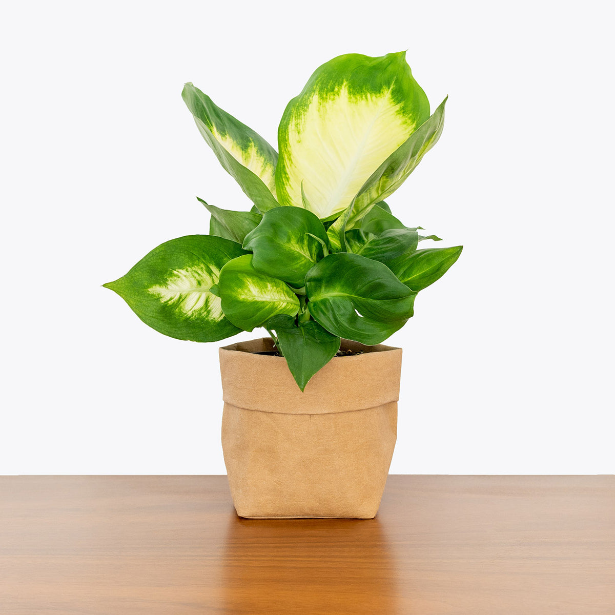 How to Take Care of Dieffenbachia | Plant Care and Tips - JOMO Studio