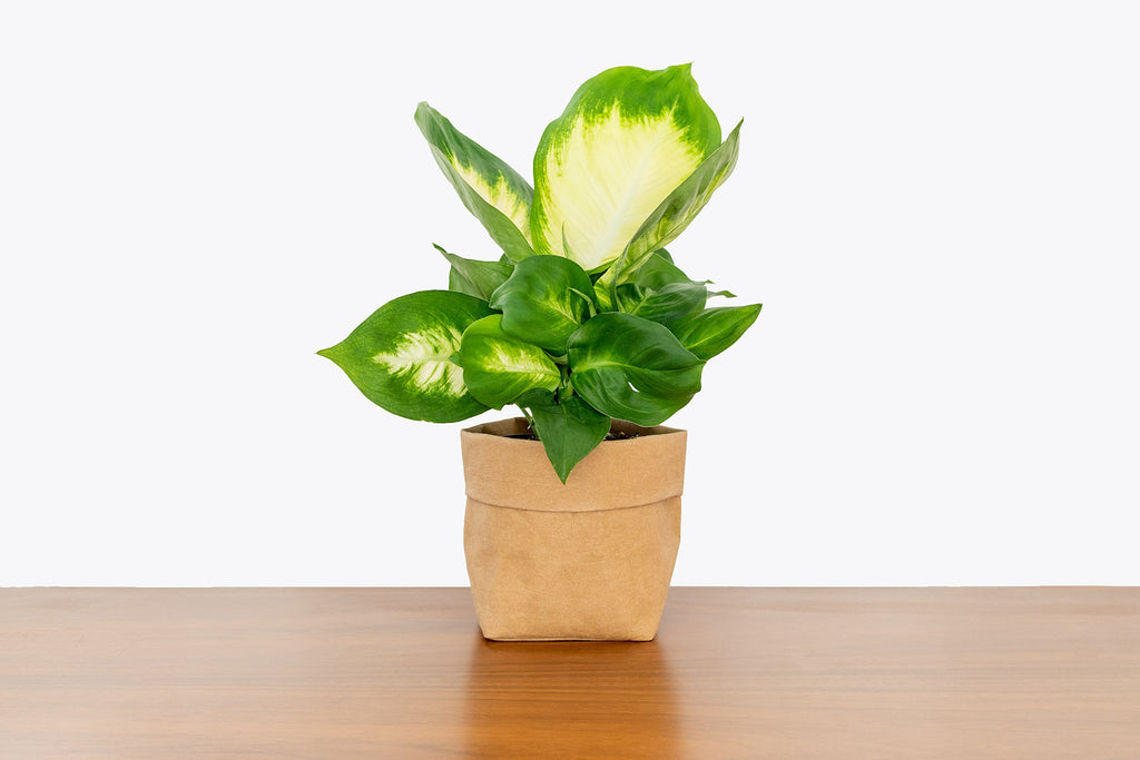 How to Take Care of Dieffenbachia | Plant Care and Tips - JOMO Studio