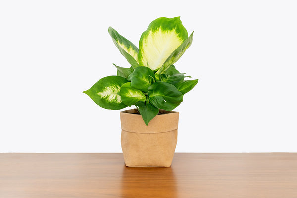 How to Take Care of Your Dieffenbachia | Plant Care and Tips - JOMO Studio