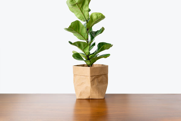 How to take care of your Fiddle Leaf Fig | Plant Care and Tips - JOMO Studio