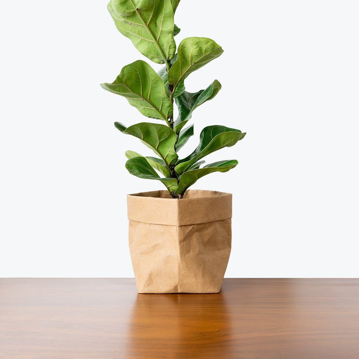 How to take care of Fiddle Leaf Fig | Plant Care Tips - JOMO Studio