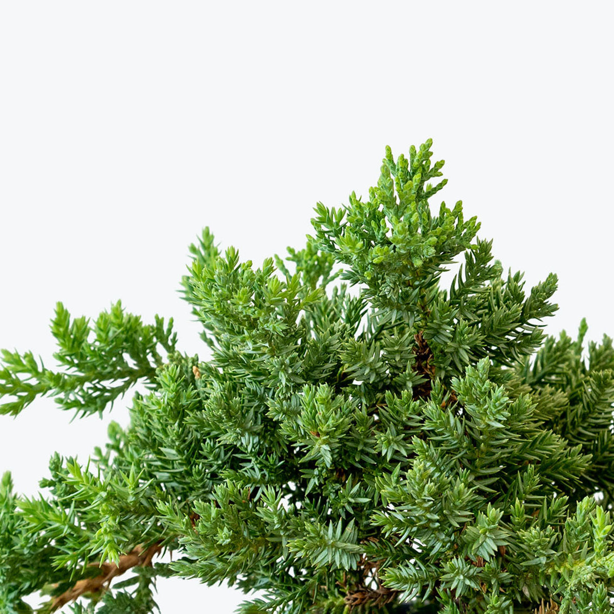 The Complete Juniper Bonsai Tree Plant Care Guide: Water, Light & Beyond