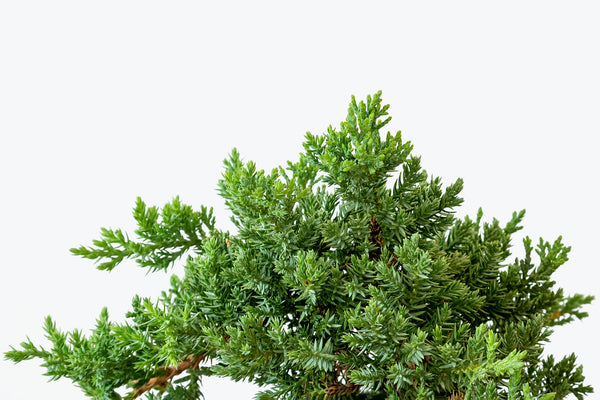 How to Take Care of Your Juniper Bonsai | Plant Care and Tips - JOMO Studio