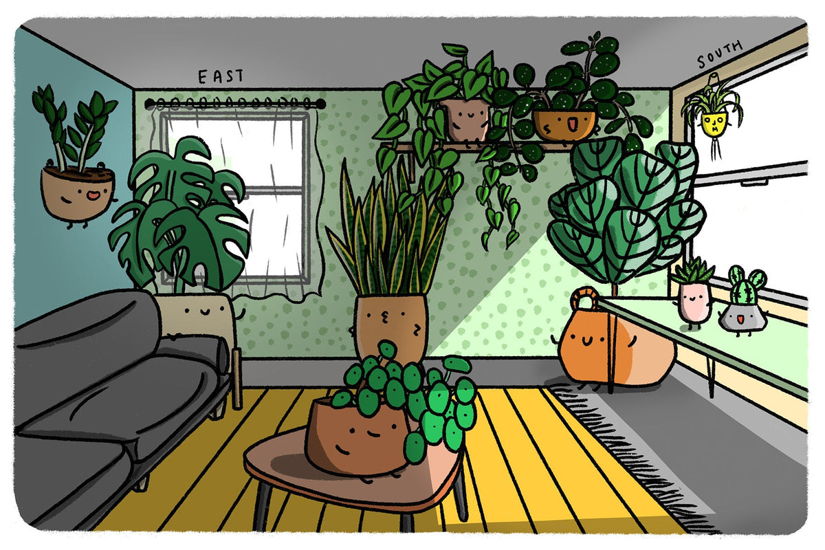 The Ultimate Houseplant Lighting Guide Light Requirements Explained