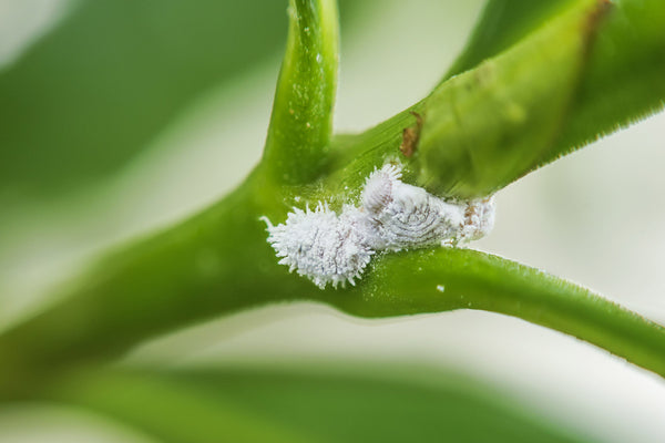 Common Houseplant Pests: How to Deal with Mealybugs - JOMO Studio