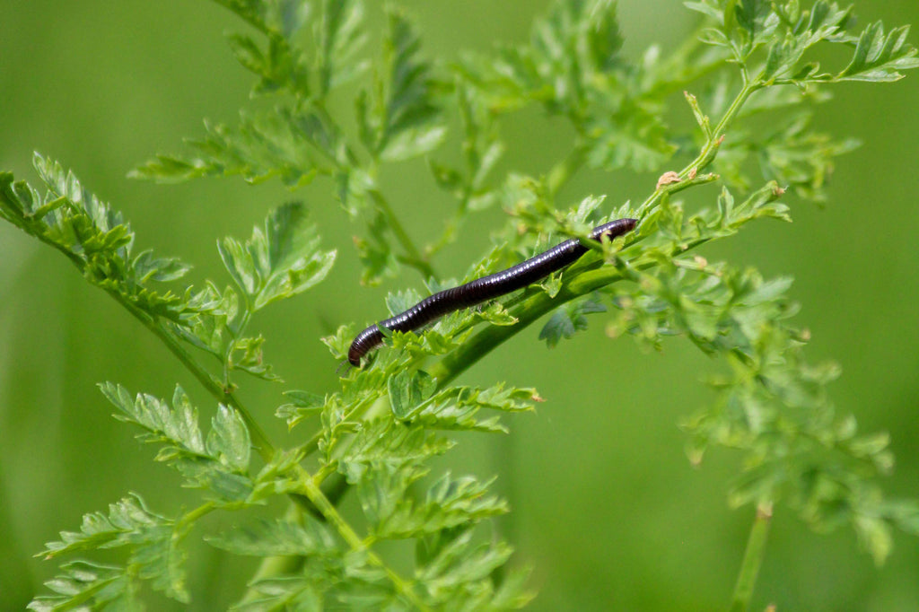 Common Houseplant Pests: How to Deal with Centipedes and Millipedes  JOMO  Studio