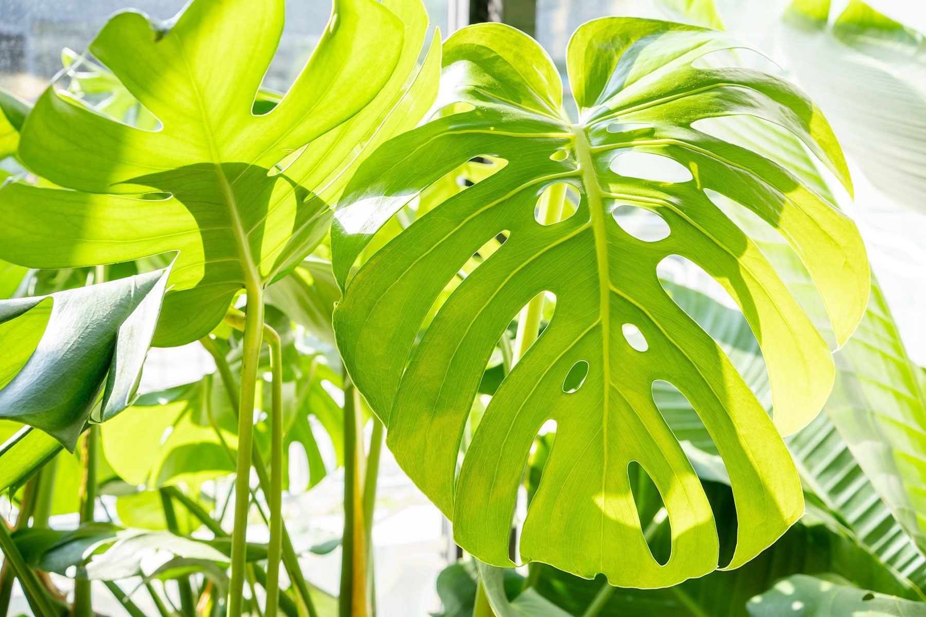 How to take care of your Monstera Deliciosa | Plant Care Tips - JOMO Studio