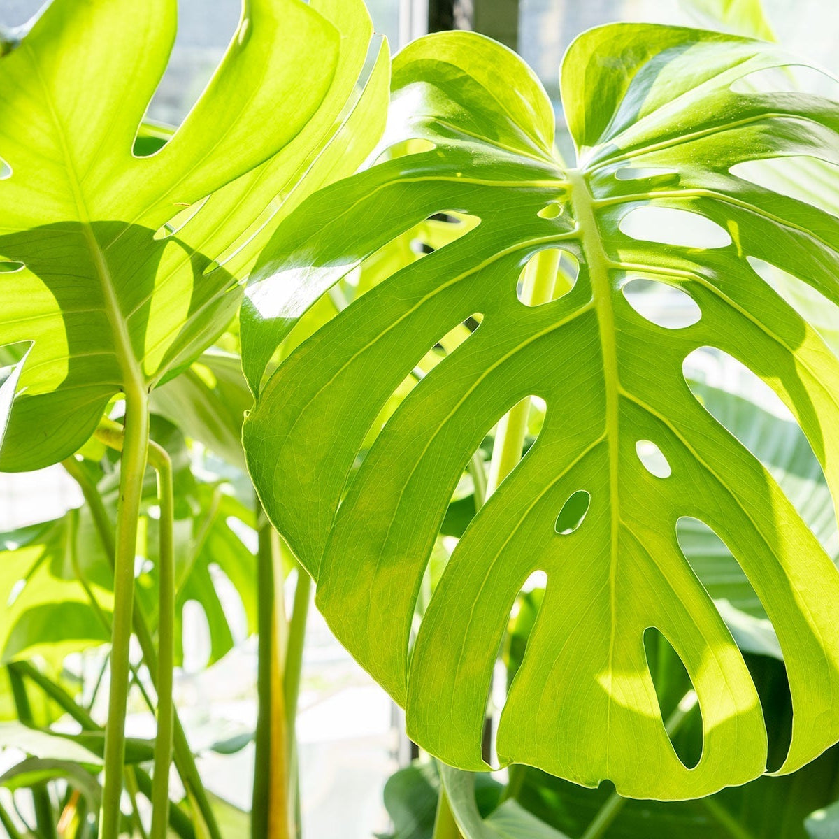 monstera weiße blätter kaufen Monstera White Monster Baby | Online kaufen