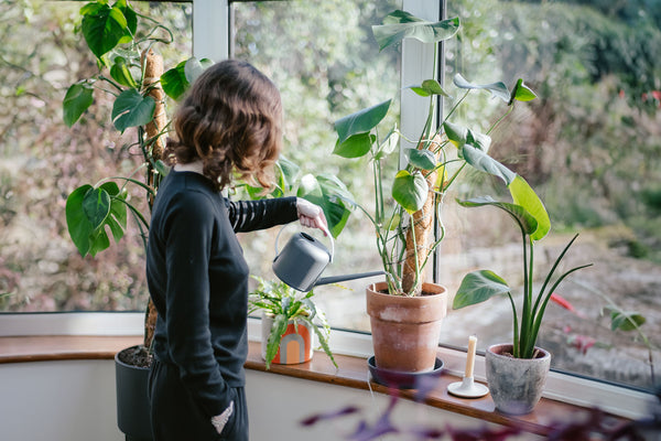 The Mystery of Overwatering: Finding the Right Balance for Your Tropical Plants | JOMO Studio