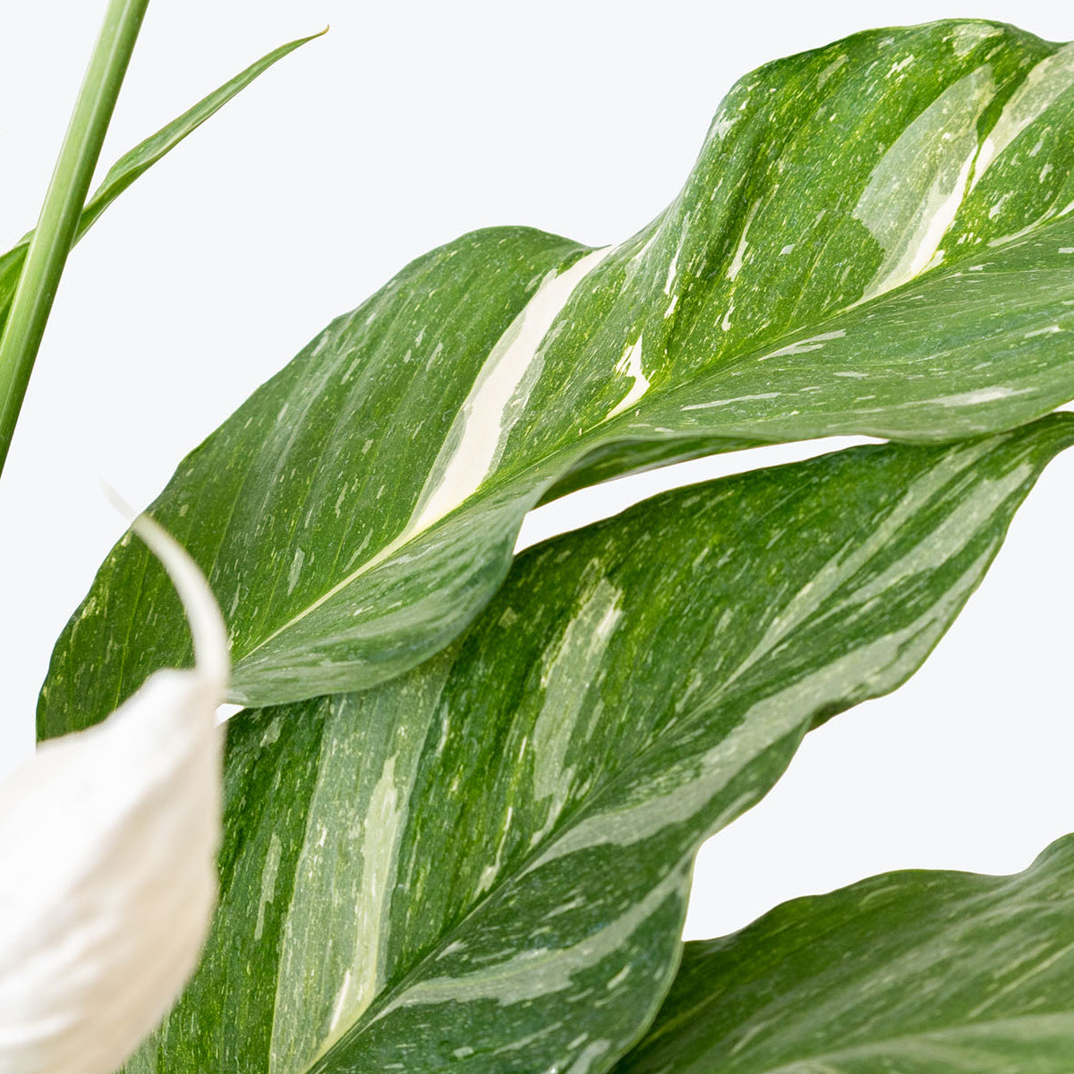 How to Take Care of Peace Lily | Plant Care and Tips - JOMO Studio
