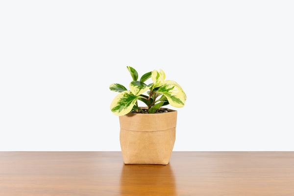 How to Take Care of Your Peperomia | Plant Care and Tips - JOMO Studio