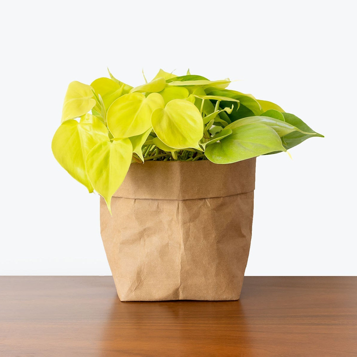 Plant Breakdown: The Difference Between Heartleaf Philodendron Species |  Plant Care Tips - JOMO  JOMO Studio