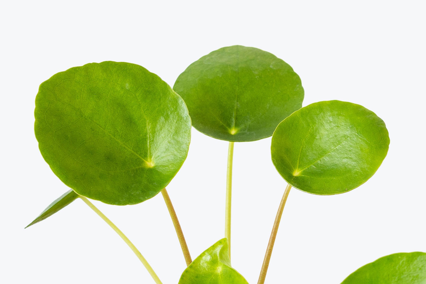 How to Take Care of Your Pilea | Plant Care Tips - JOMO Studio