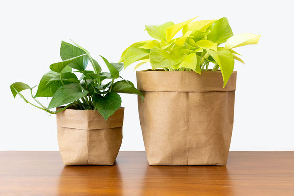 How to Take Care of Your Pothos | Plant Care and Tips - JOMO Studio