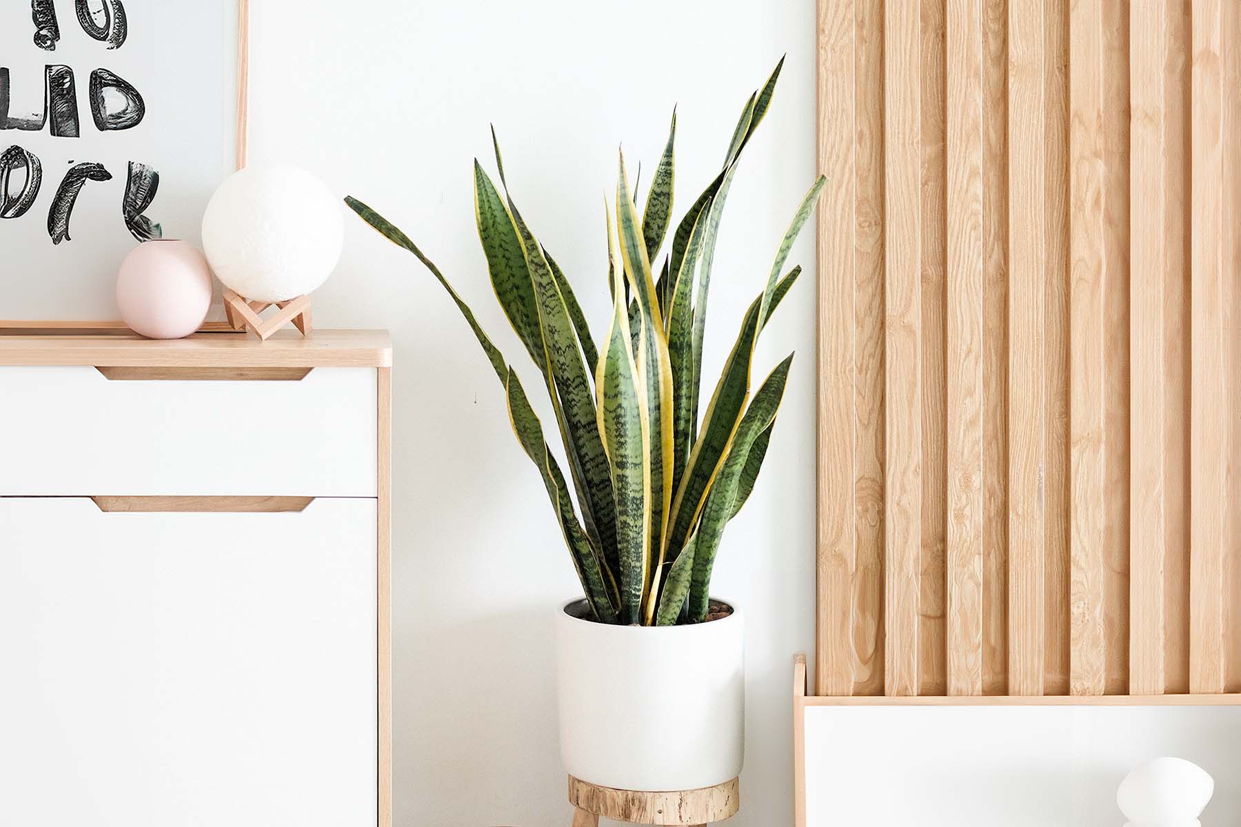 The Difference Between Snake Plant Varieties | Plant Care Tips - JOMO
