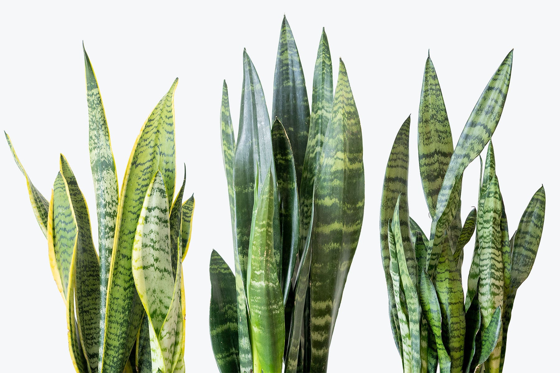 How to Take Care of Snake Plant | Plant Care and Tips - JOMO Studio