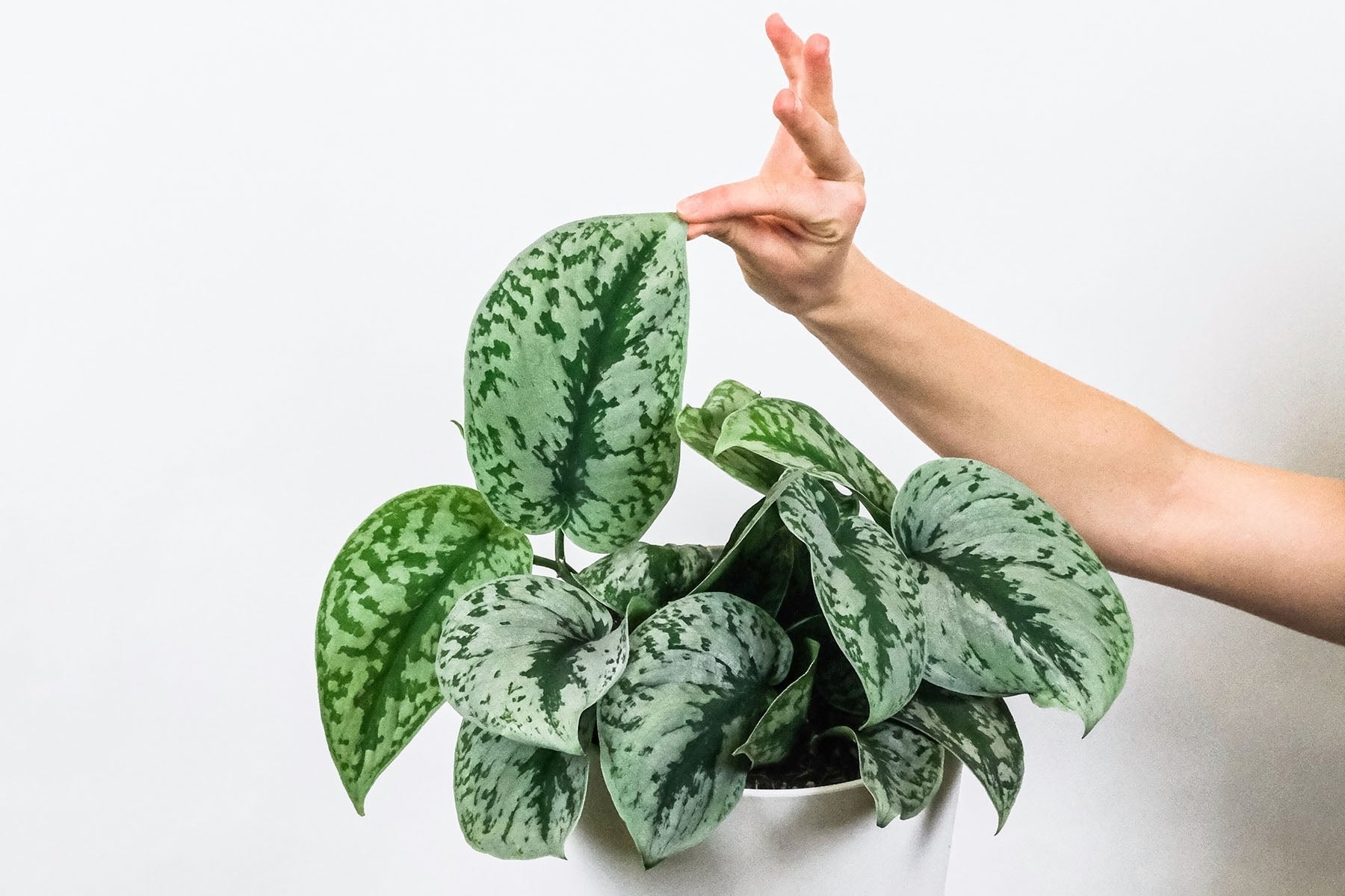 Plant Breakdown: The Difference Between Scindapsus Varieties | Plant Care Tips - JOMO Studio