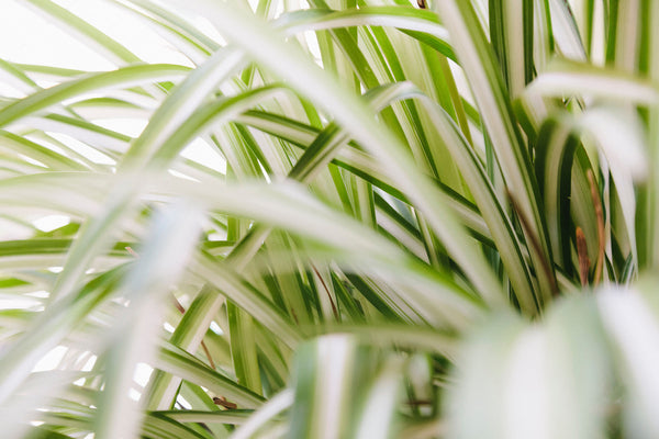 How to Take Care of Your Spider Plant | Plant Care Tips - JOMO Studio