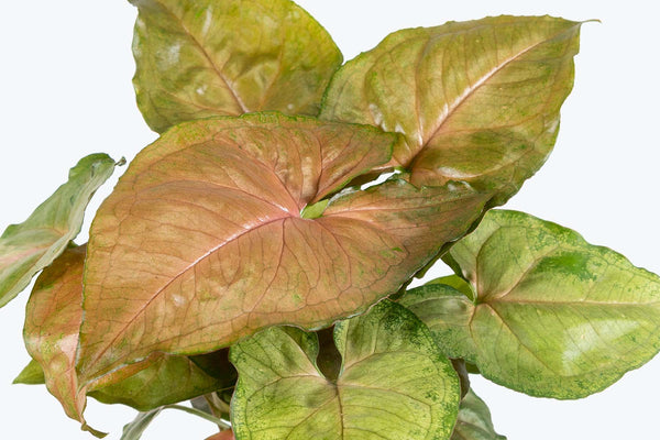 How to Take Care of Your Arrowhead Vine (Syngonium) | Plant Care Tips - JOMO Studio