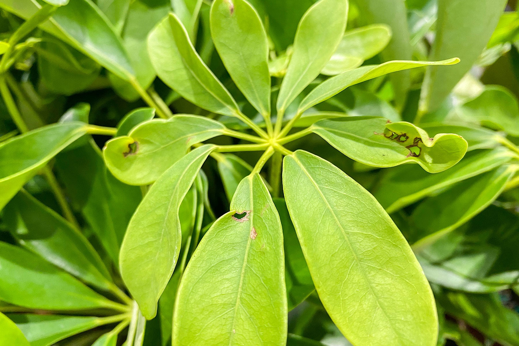 Common Houseplant Pests: How to Deal with Whitefly | Plant Care and Tips - JOMO Studio