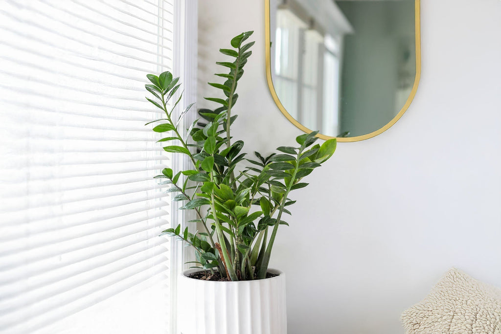 prayer plant pot size Maranta Red Prayer Plant  Bold, Beautiful, and Interactive