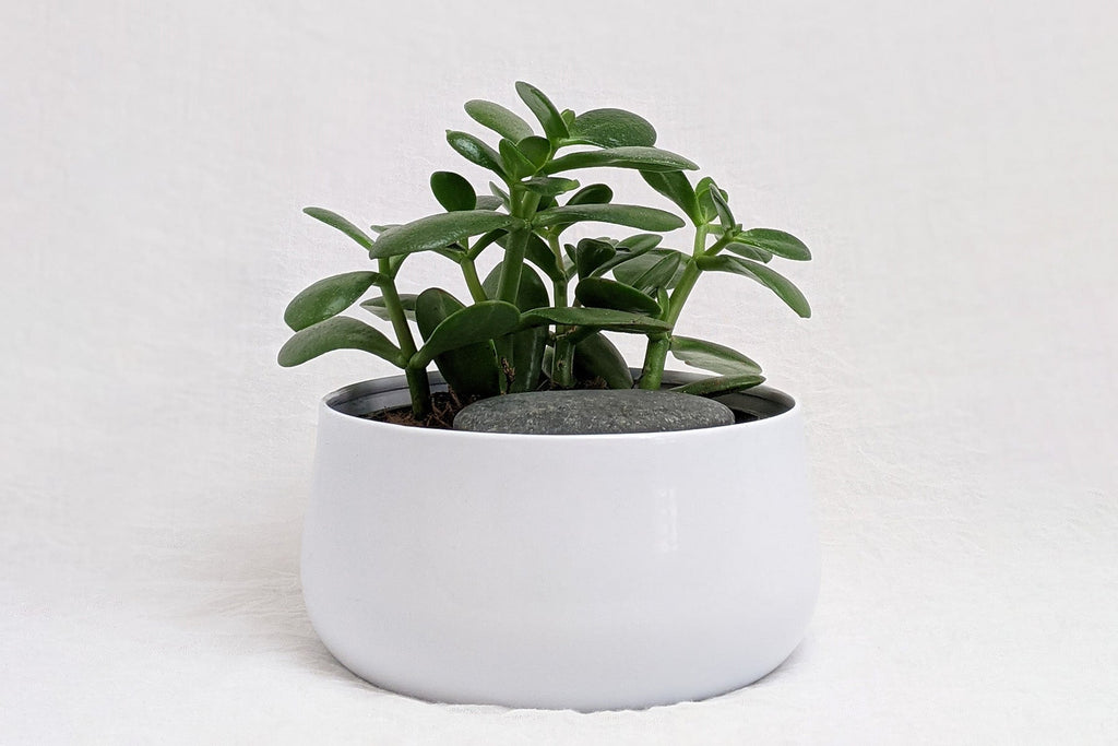 How to Take Care of Your Jade Plant | Plant Care Tips - JOMO Studio