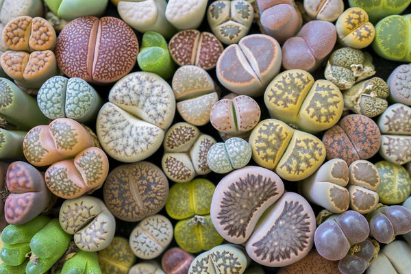How to Take Care of Your Living Stone: Lithops, Lapidaria and Titanopsis - JOMO Studio