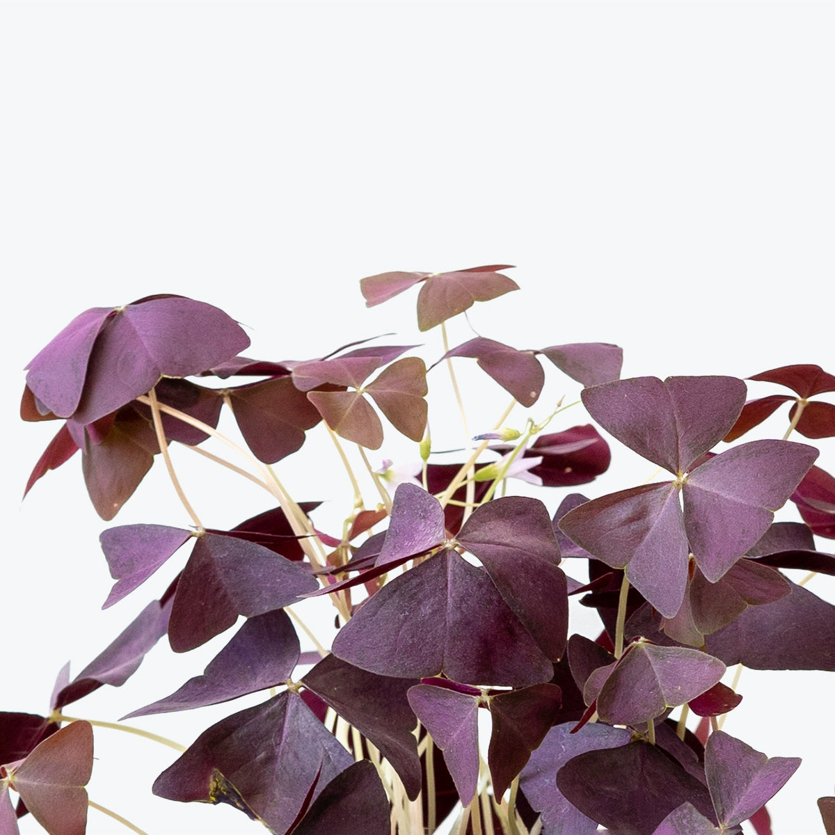 How to Take Care of Your Oxalis | Plant Care Tips - JOMO Studio